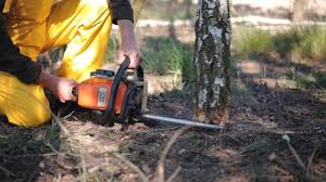 Best Seasonal Cleanup (Spring/Fall)  in Spring Park, MN