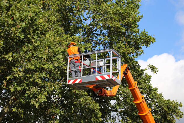 Best Stump Grinding and Removal  in Spring Park, MN