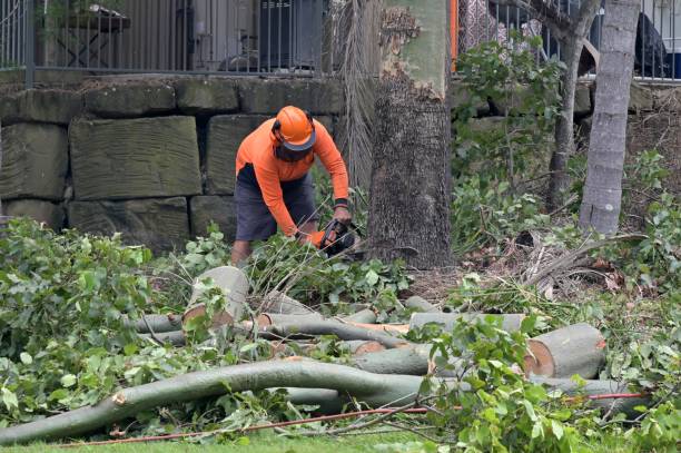 Professional  Tree Services in Spring Park, MN