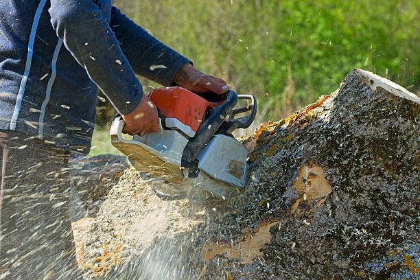 Best Tree Trimming and Pruning  in Spring Park, MN